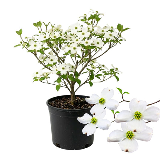 White Dogwood Tree Live Plant in Quart Pot, 8-10 Inches Tall, Dogwood Trees, White Flower for Spring Blooms