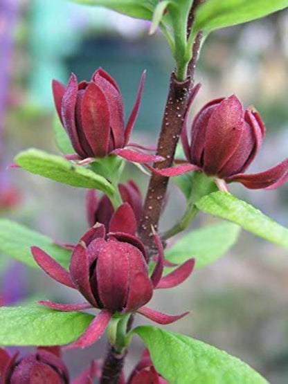 Live Plant - Carolina Allspice/Sweet Shrub - 6-18" Tall Plant - Qt Pot - Calycanthus floridus
