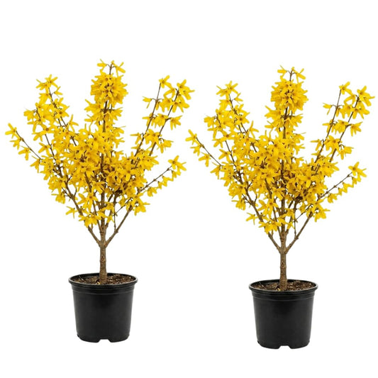 2 Forsythia Plant Live, 4 Inch Pot Lynwood Gold Forsythia Bush, Hardy, Low Maintenance, Bell Yellow Flowering Shrub, Ideal for Garden Décor & Outdoor Spaces