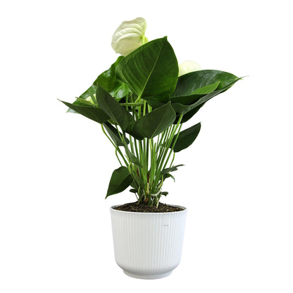 White Anthurium Live Sympathy Plant (Approx 18-21" Tall), Easy to Grow Flowering Houseplant in 6" White Decor Pot by Plants for Pets