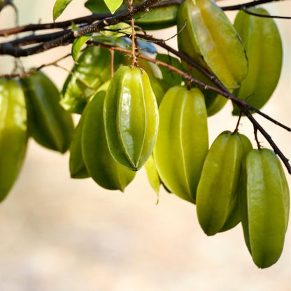 Grafted Starfruit Tree Live 3 Gallon Pot, Tropical Starfruit Fruit Plant 2-3ft Tall, Sweet Star-Shaped Fruit Tree for Planting, No Ship to CA