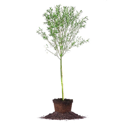Weeping Willow 5-6'