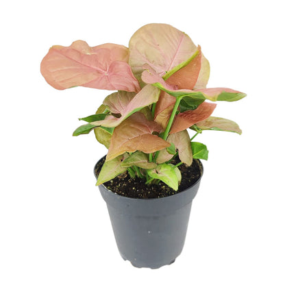 Live Houseplant 4" Syngonium Neon Robusta - Easy Care Indoor Plant - House Plants Indoors Live - Low Light House Plants - Plants Live Houseplants - Air-Purifying Houseplant for Gift or Home Decoration