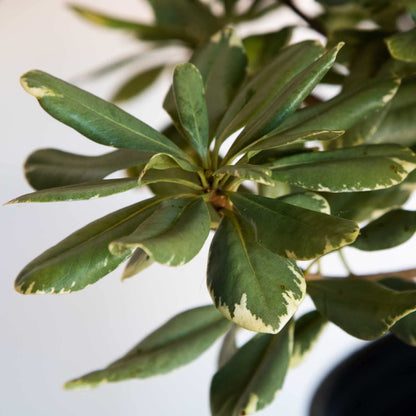 Variegated Pittosporum 'Japanese Mock Orange' (2.5 Quart) Evergreen Shrub with Green and Cream-White Foliage - Part Sun Live Outdoor Plant