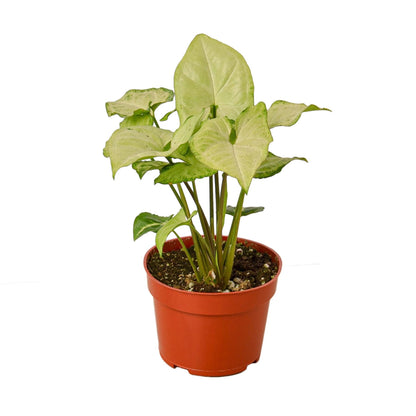 Syngonium White Butterfly | Live Plant for Indoor & Outdoor | for Living Room, Office, Bathroom | (6" Pot)