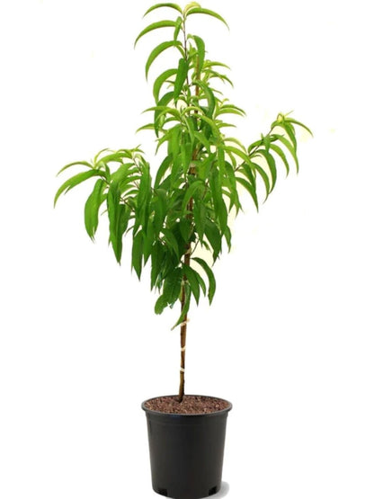 American Plant Exchange Elberta Peach Tree, Live Large 5-Gallon Pot, Heirloom Variety, Pink Blossoms, Large Yellow Peaches, Self-Pollinating, Juicy Fruit for Fresh Eating or Canning