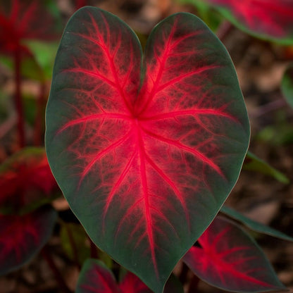 10 Dragon Heart Caladium Bulbs for Planting - Perennial Hosta, Elephant Ears, Fancy (10 Bulbs)