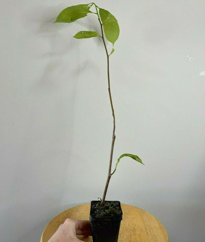 Live Plant - Saucer Magnolia Tree/Shrub - 6-12" Tall - Live Plant - 2.5" Pot - (Soulangeana)