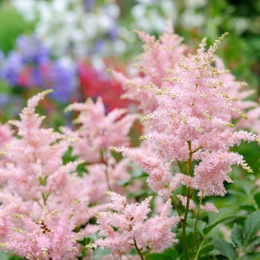 Votaniki Astilbe Erika (Arendsii Hybrid) Bare Roots Ready to Plant — Hardy Perennial Astilbe with Pink Plumes for Shade Gardens | Easy-to-Grow, Deer-Resistant & Long-Lasting Blooms (1 Pack)