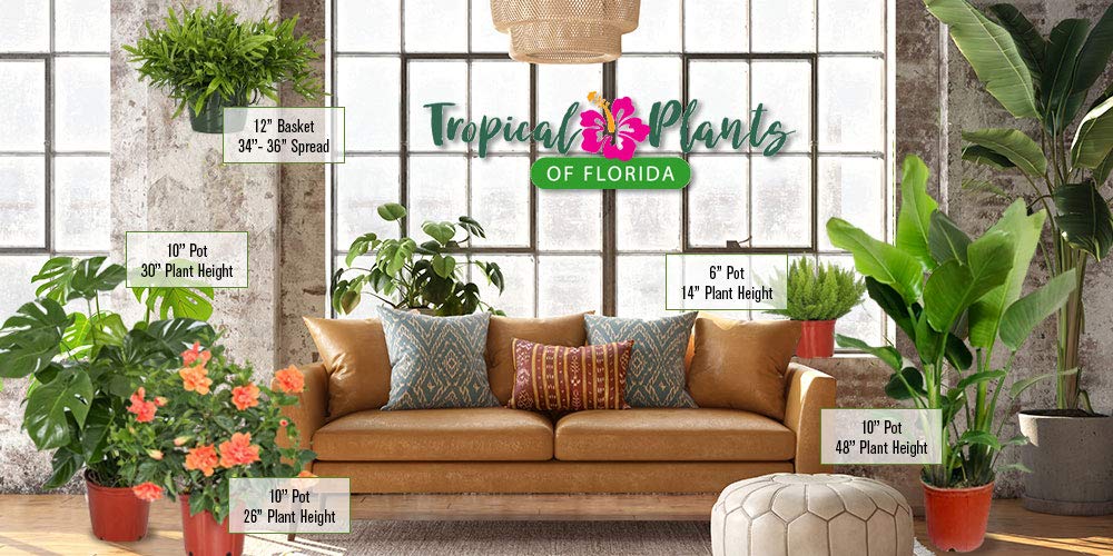 Live Plant Hydrangea Pink Merritt Supreme - Tropical Plants of Florida - 20 inch to 24 inch Overall Height (Plant Only)