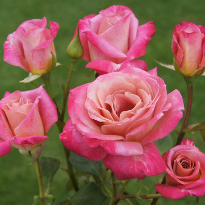 Heirloom Roses Rose Plant - Muzi-Lucia Pink Rose Bush, Hybrid Tea Live Plant for Planting Outdoors