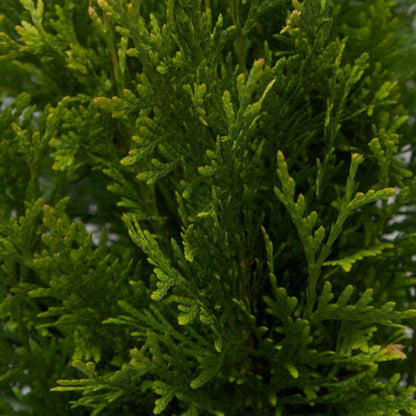 Thuja Plicata 'Green Giant' Arborvitae - 1 Quart Size Plant - Live Evergreen Privacy Tree