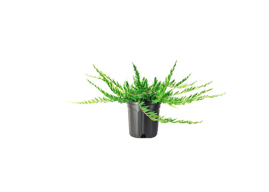 Juniper Bar Harbor - 3 Live Gallon Size Plants - Juniperus Horizontalis - Drought Tolerant Cold Hardy Evergreen Groundcover