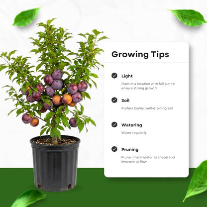 Flavor Pluot Tree, Pluot Fruit Tree Live Plant, Well Rooted in 3 Gallon Pot, 1-2 Feet Tall, Plum Tree for Outdoor Planting, No Ship to CA