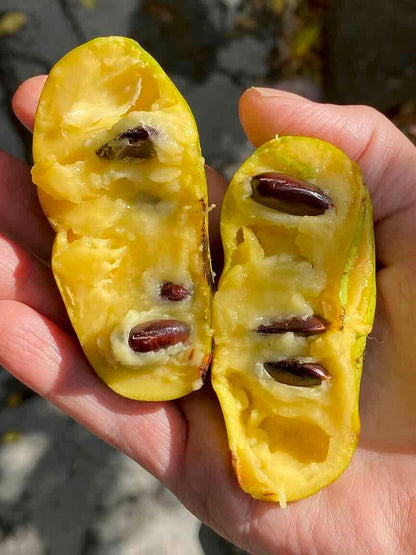 1 Year Old Pawpaw Tree Plant Live, Sweet Custard-Like Paw Paw Plant, 6-12'' Tall, Ready to Grow Outdoor Garden