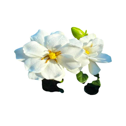 Double Mint Gardenia Plant – Fragrant Reblooming Shrub with Double White Blooms – Evergreen Gardenia Bush for Containers, Borders & Landscapes (3 Gallon/Potted/Single Plant)