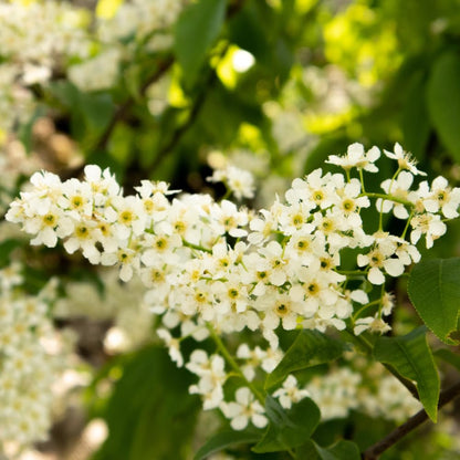 Chokecherry Plant Live, Chokecherry Plant for Planting, 7-9 Inc Tall, Hardy Edible Berry Shrub for Garden and Backyard Growing