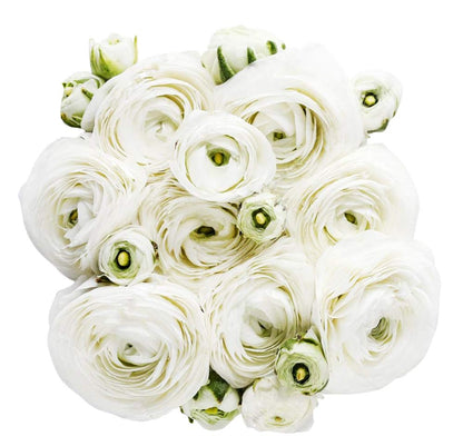 White French Peony Ranunculus - 12 Largest Size Corms, Premium Bulbs for Growing Flowers, Stunning White Blooms, Ideal for Garden Beds, Perfect for Spring Planting