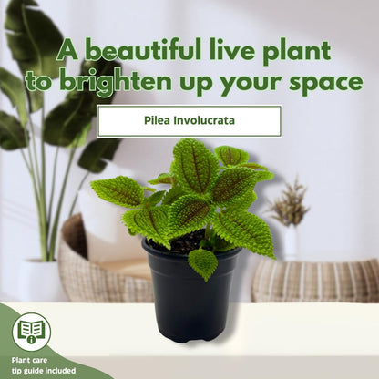 BubbleBlooms Pilea Mollis Moon Valley in a 4 inch Pot Friendship Plant