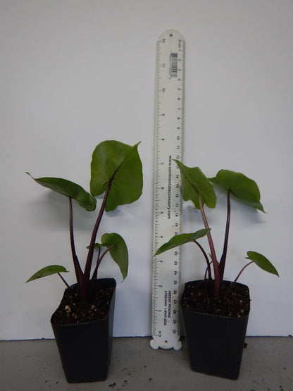 Live Plant - Waikiki Elephant Ear - Colocasia Esculenta - Live Starter Plant