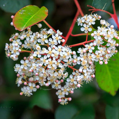 2 Black Elderberry Live Bare Root Plants | 8-12" Cold-Hardy Rooted Cuttings | Fast-Growing Deciduous Fruit Trees for Backyard and Patio | Easy to Care and Maintain
