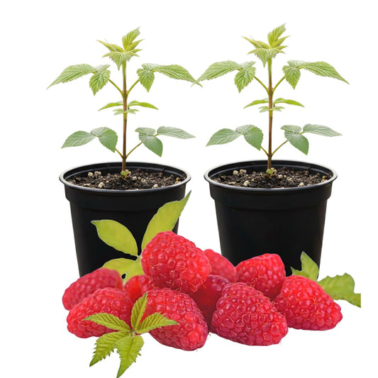 Set of 2 Live Red Raspberry Plants, Sweet Berry Shrubs, 3 Inch Pot for Growing