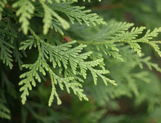 20 Emerald Green Arborvitae Trees/Shrubs - 6-12" Tall Live Plants - Evergreen Hedges/Bushes - Thuja occidentalis 'Smaragd' - (20 Pack)