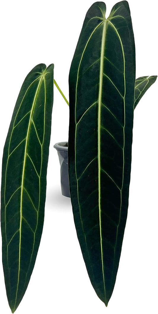LEAL PLANTS ECUADOR Anthurium Warocqueanum| Green Live Plant for Indoors | Rare and Exotic Indoor Plants for Living Room | Queen Anthuriums House Plants | Warocqueanum Heart Plant