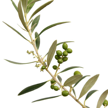 Arbequina Olive 4-5'