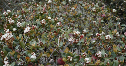 Western Sand Cherry Seeds - 6 Seeds - Very Rare - Great for Landscaping or Bonsai