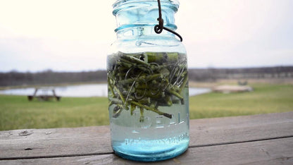 50 Thin Hybrid Willow Tree Cuttings | 1/4 inch or Smaller. 50 Thin Cuttings, Twigs