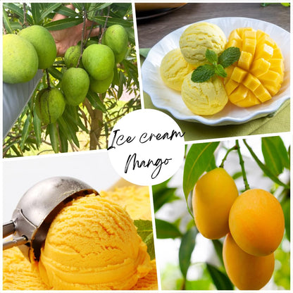 Ice Cream Mango Plant, Mango Trees Live Plants, Tropical Fruit Tree for Outdoor Planting 2-3 Feet Tall in 3 Gallon