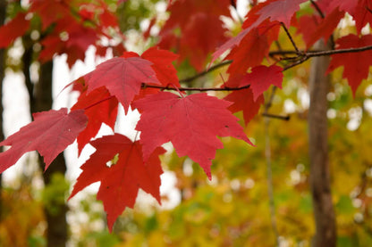 Red Maple Tree - 10-16" Tall Live Plant - Quart Pot - Fast Growing Shade Tree Seedling - Acer rubrum
