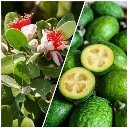Fragrant Guava Tree Live Plant, Well Rooted 4"-10" in Tall, Tropical Fruit Guavas for Gardening, Zones 9-11 (Pineapple)