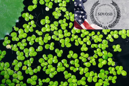 Duckweed (Lemna Minor) - 1200 Plants - Small Disabled Veteran Owned Company - South Shore Retail - Live Aquarium + Pond Plants