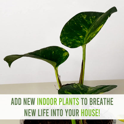 LEAL PLANTS ECUADOR Epipremnum Aureum (Pack of 2)|Golden Pothos Epipremnum Climbing Plant|Jade Epipremnum Aureum Live Houseplant| Pothos Live Plant