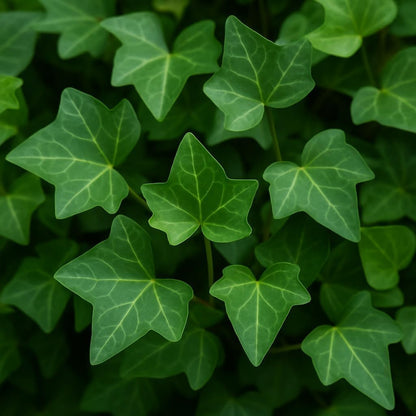 Poet's Ivy (Hedera Helix) – Live Plant in 2 Inch Pot - Air Purifying - Adaptable to Various Conditions