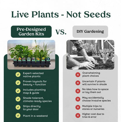 Narrowleaf Milkweed 6 Live Plants (Asclepias fascicularis) – California Native Wildflower for Outdoor Gardens, Monarch Butterfly Host Plant, Drought Tolerant Pollinator Friendly Landscaping
