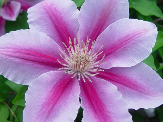 Clematis Bees Jubilee - 2 Live Plants in 3.5 Inch Growers Pots - Bold and Beautiful Starter Flowering Vine Ready for The Garden