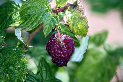 Pack 2 Raspberry Plants Live for Planting, Cold Hardy Raspberry Trees Live Plants, 4 to 9 Inches Tall, Sweet Berry Fruits Seedlings (Purple Thornless Raspberry)