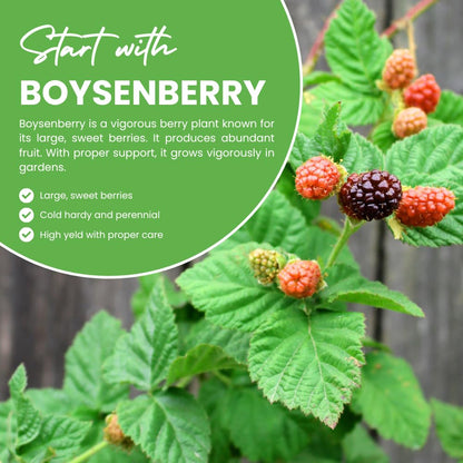 Set 2 Thornless Boysenberry Plants, Sweet Boysenberry Plants for Planting, 4 to 6 Inches Tall, High Yielding Berries for Indoor Outdoor Garden