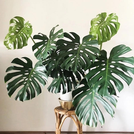 Philodendron Plant Live, Rare Tropical Variegated Live Indoor Houseplant, Starter Plants No Pot, 5-9" in Tall (Monstera Deliciosa)