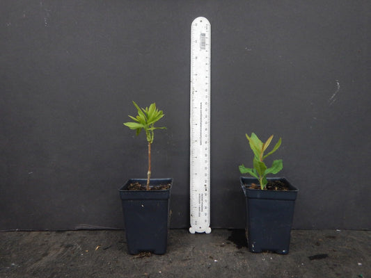 Live Plant - Escatawpaaromi Azalea Rhododendron Deciduous Small Starter Plant