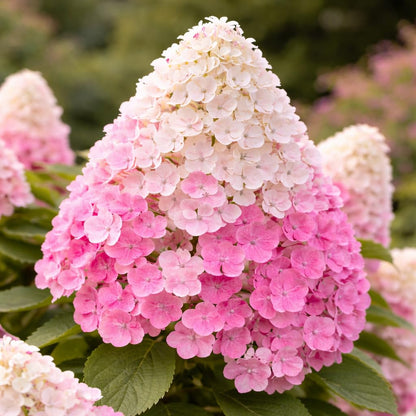 First Editions® Vanilla Strawberry™ Hydrangea Plug – Hydrangea paniculata ‘Renhy’ Starter Plant, Color-Changing White to Pink Blooms, Hardy Flowering Shrub for Garden & Landscape