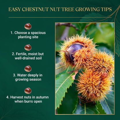 Chestnut Tree Live Plant 6–12 Inches Tall, Edible Nut Tree Seedling, Outdoor Garden Tree for Growing