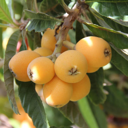 Loquat Tree in 3 Gallon Pot, Sweet Yellow Loquat Fruit Plant, Well Rooted Tree for Outdoor Planting, No Ship to CA