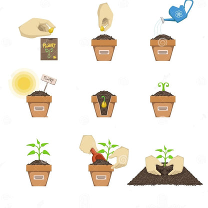 JYGXCT Elephant Ear Bulbs, Tropical Plant Tubers for Outdoor Garden Planting-4 BULBS-H