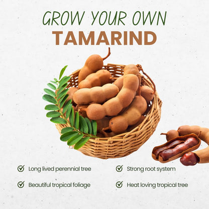 Tamarind Tree Live Plant, Sweet Tamarind Plant Live, Well Rooted 3 Feet Tall, 3 Gallon Pot, Tropical Fruit Tree for Patio and Garden