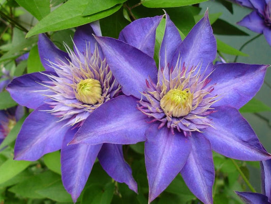 Clematis Vine Plant Live for Planting Outdoor, Clematis Plants Live, 4 to 6 Inch Tall, 2.5 Inc Pot, Perennial Fragrant Flowers Plant, Blue Clematis Double Flower