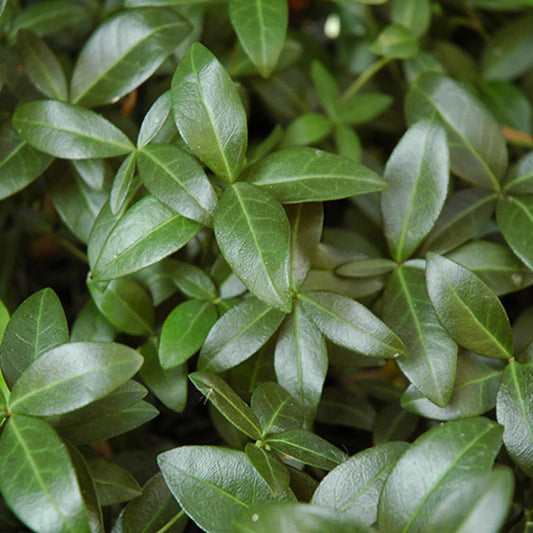 Vinca Minor Bowles Periwinkle,vinca Vine, Live Ground Cover Plants, Blue Flowering Shade Plant, 3-Pack